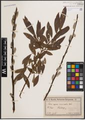 Foto von Salix caprea L. x Salix viminalis L.